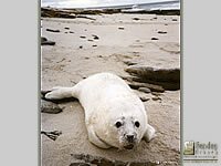 Seal Pup photograph by Myra Stockton