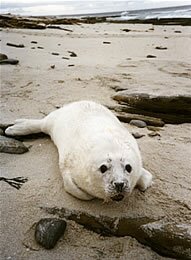 photo of a seal pup on one of Sanday's beaches - © Myra Stockton